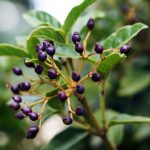 SLIMMING PRO® Anticellulite Cream - Image 15