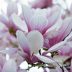 closeup pink magnolia flowers tree with blurry scaled 1