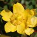 closeup shot hypericum flower with blurred background scaled 1