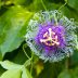 passion flowers passion vines passiflora edulis scaled 1