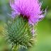 thisthle bloom scaled 1