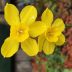 vertical selective focus shot yellow cowslip flowers scaled 1