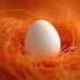 single white egg sits cozy nest table ready hatching scaled